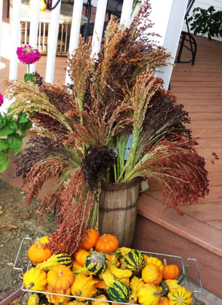Red Broom Corn Seeds | Sorgum Bicolor Millet Mixed Colors Grain Flower Seed 2024