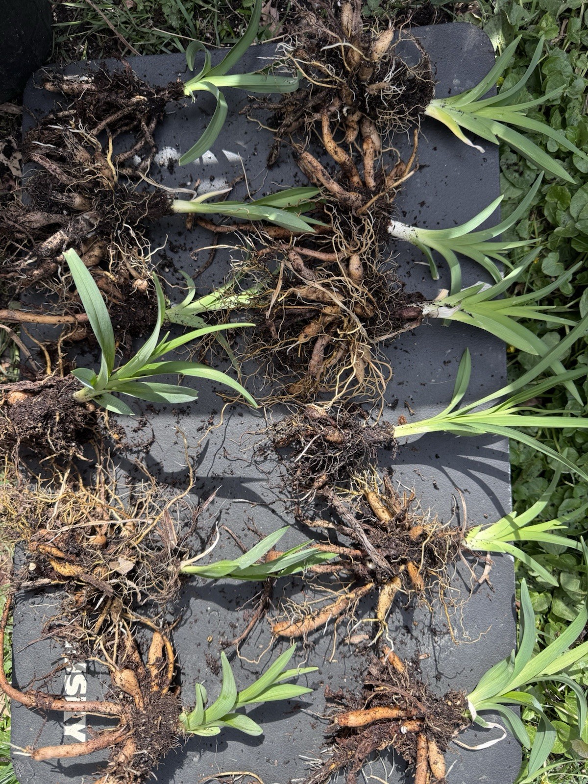 12 Mystery Day Lily Fans Hemerocallis Daylilies Daylily Spring Summer