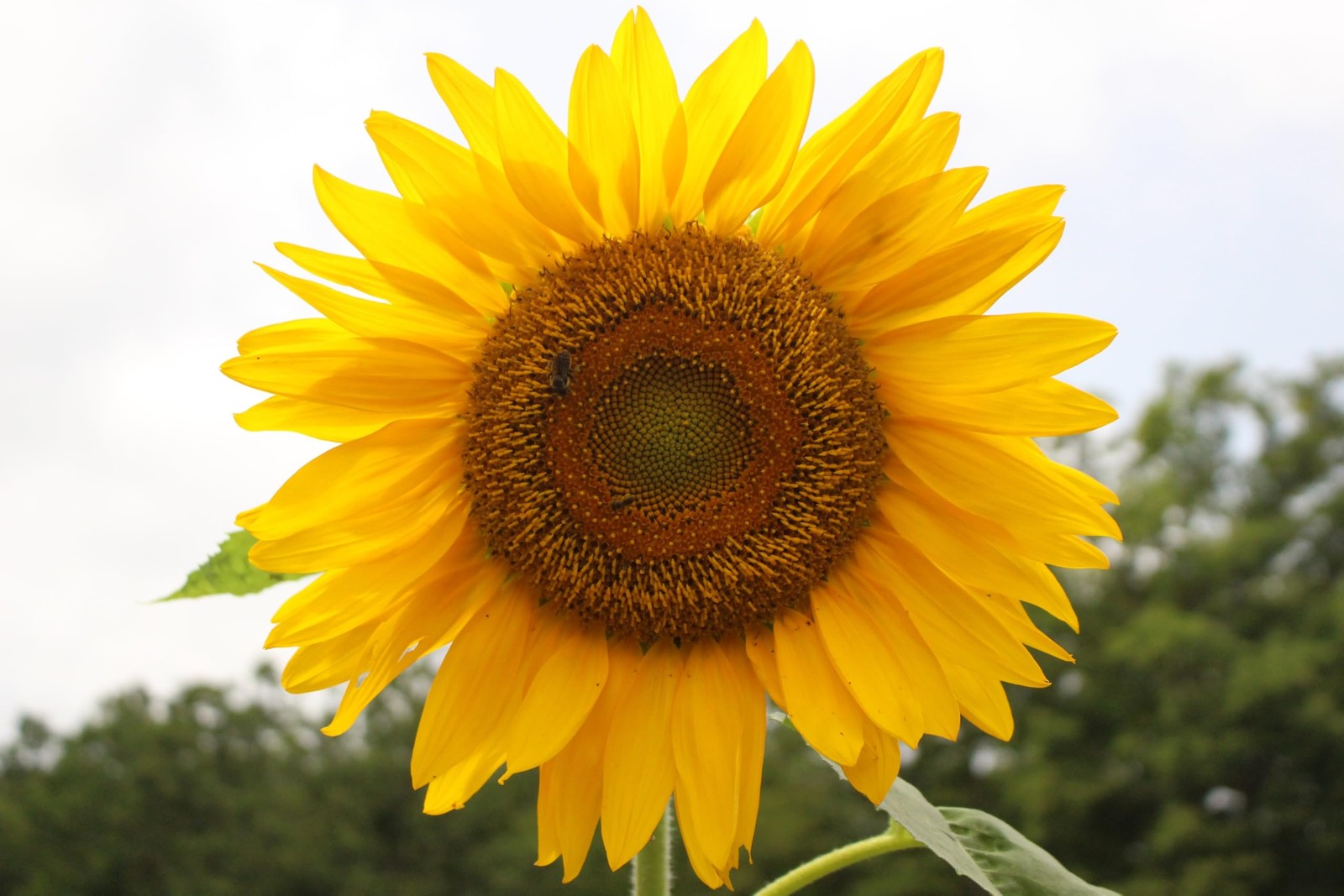 Mammoth Sunflower Seeds for Planting – Grow Giant Sun 50 Seeds, Grey,Yellow
