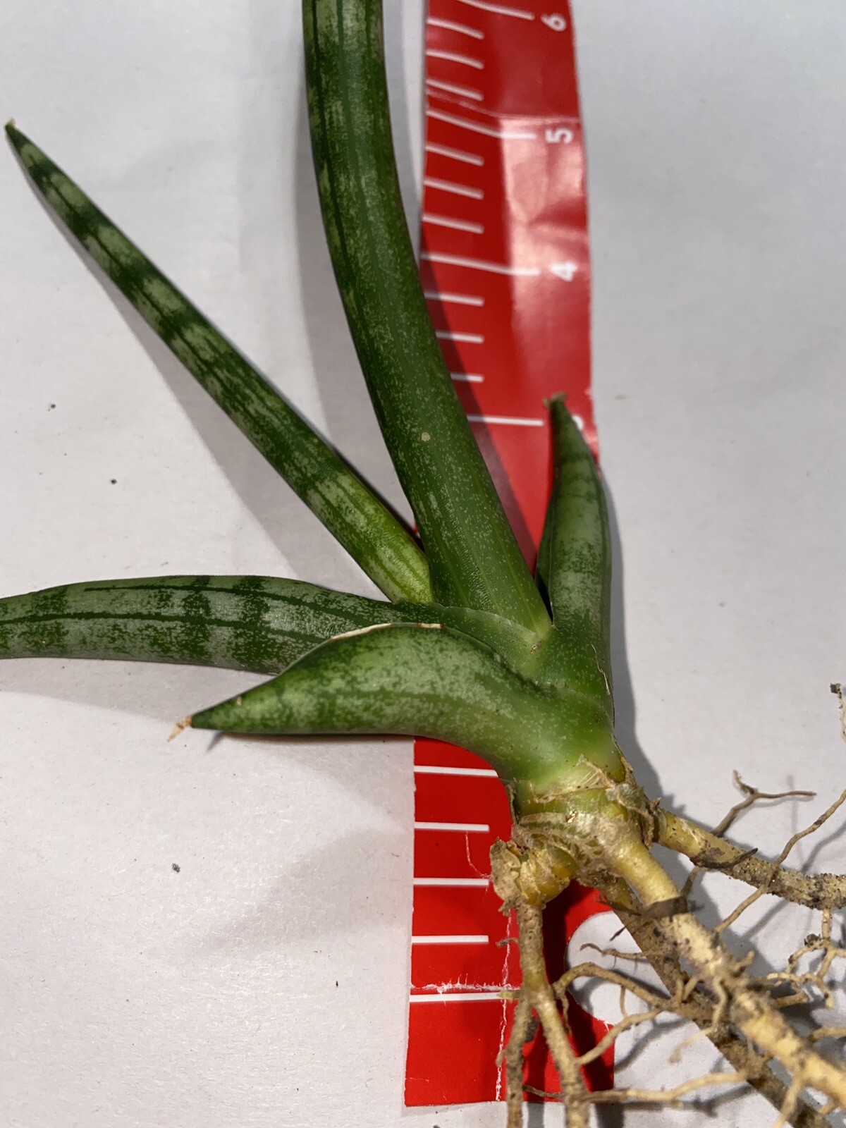 5 cuts Snake Plant Sansevieria Cylindrica 4 ” cuts unrooted Planta espada