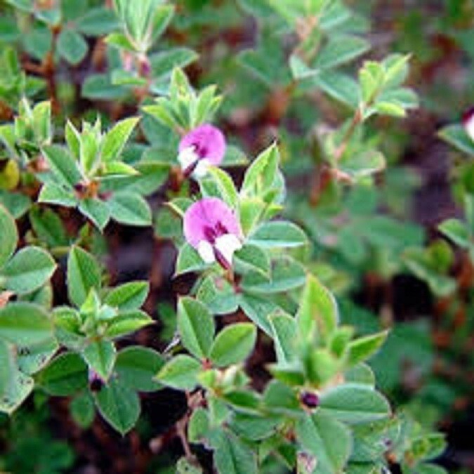 Korean Lespedeza Seeds Forage and Soil Erosion Deer Turkey Dove Pheasant Rabbit