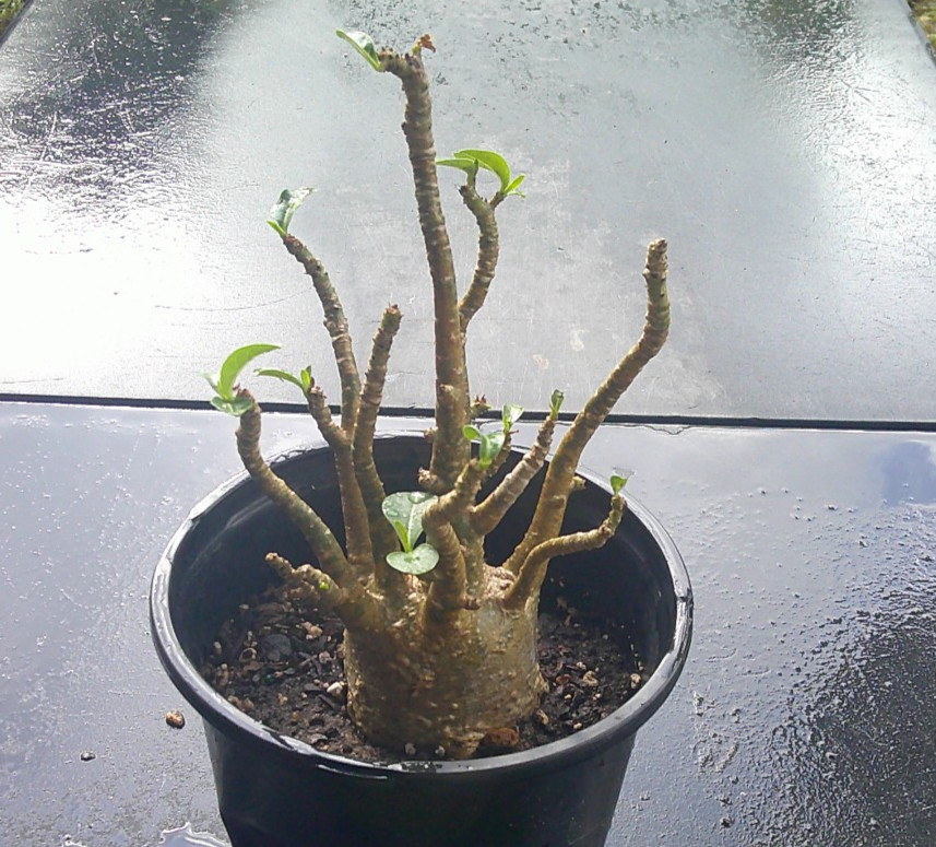 Adenium Arabicum Black Hawk Thai Soco Caudex Live Plant FREE SHIP! 🇺🇸🆓⛟
