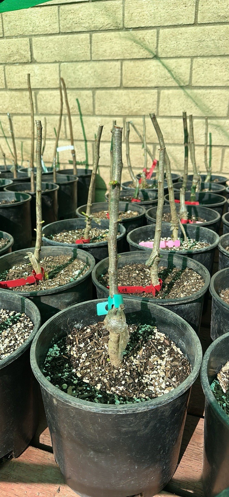 Meiguixiang Grape 3 Years Grafted Green Red Purple Vitis Outdoor Plant