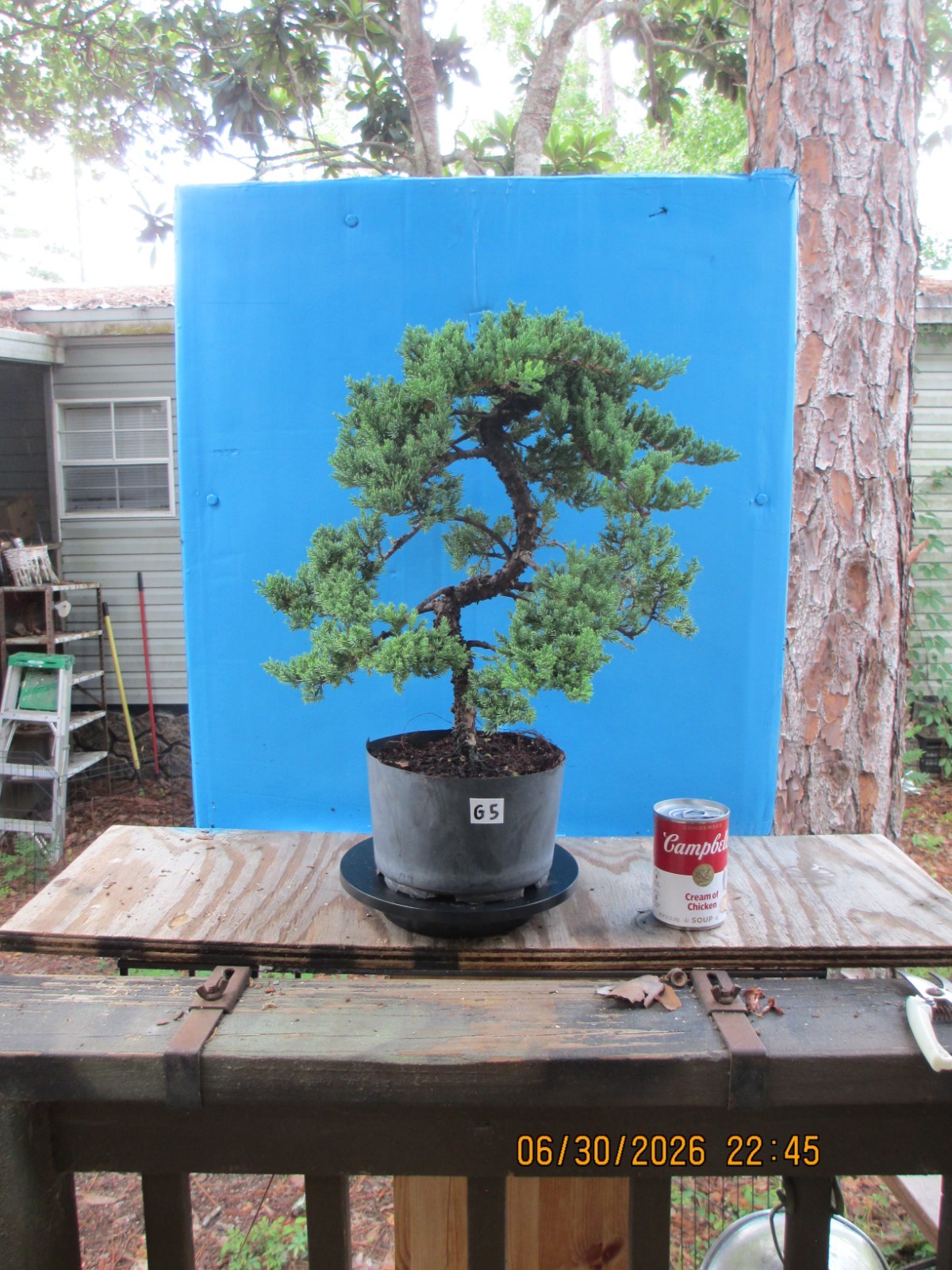 SPECIMEN BONSAI TREE JUNIPER PROCUMBENS NANA/G5