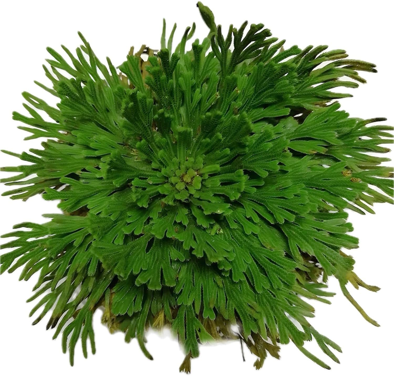 5 Pack Big 3.5″ Rose of Jericho Resurrection Plants, Flor De Jerico Original Dri