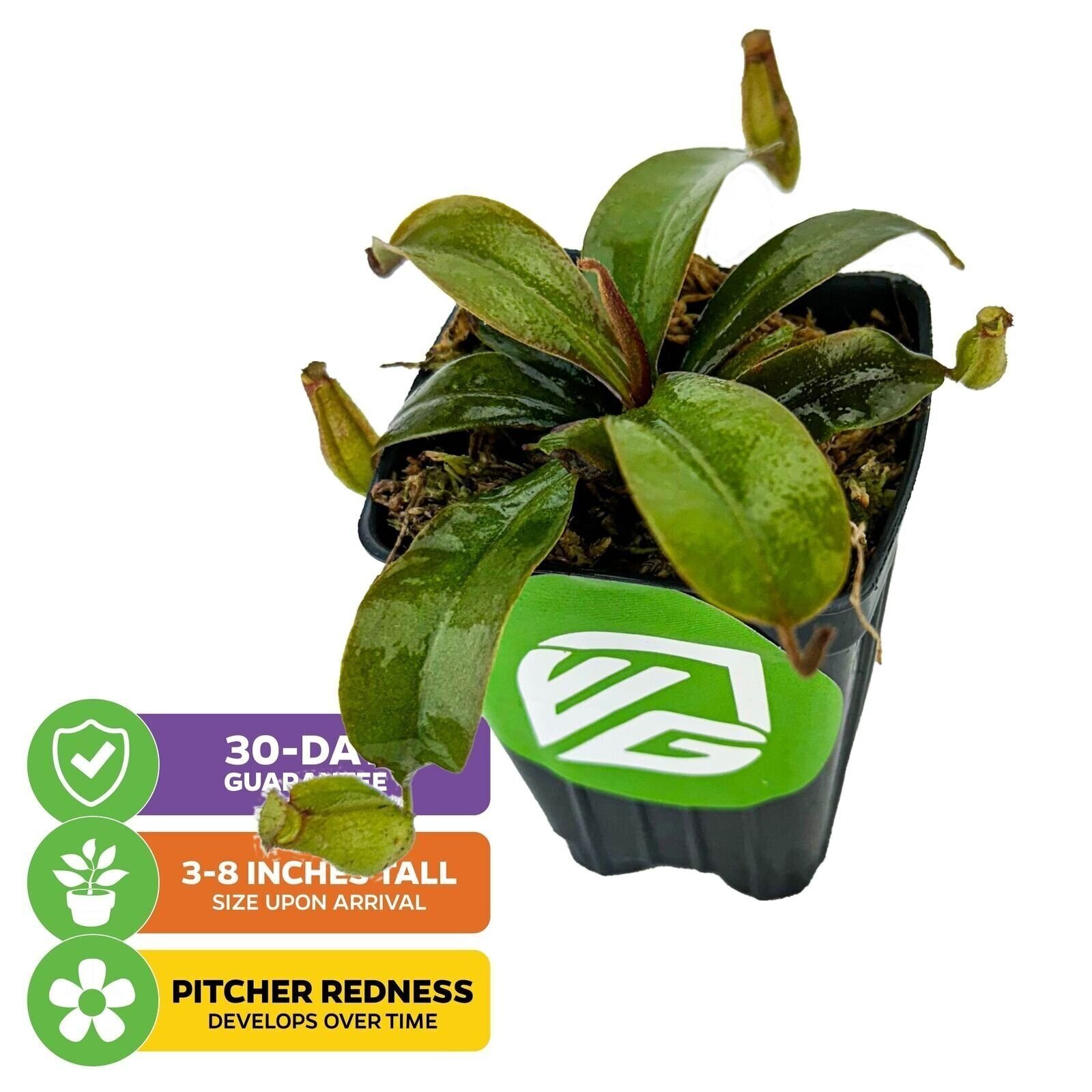Lady Luck Carnivorous Pitcher Plant – Nepenthes ampullaria x ventricosa