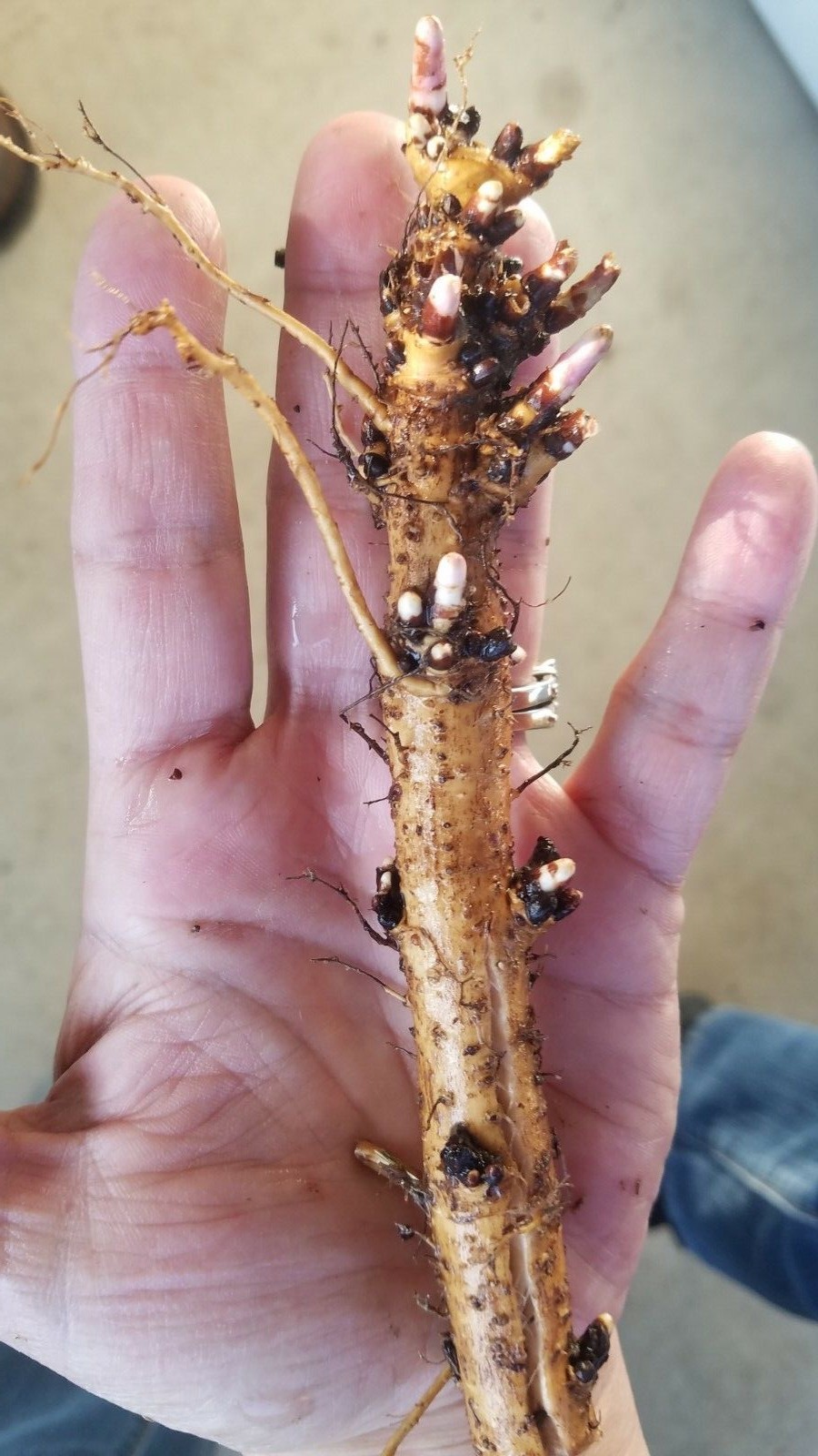 Hop Rhizomes – Cascade, Columbus, Glacier, Nugget, Chinook, Mt. Hood and more