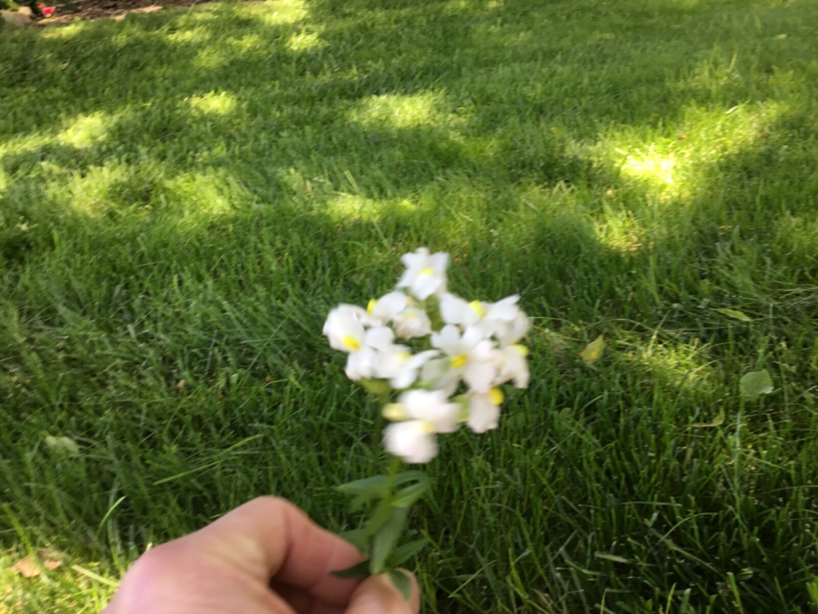 Nemesia Poetry Innocence Packet of 100