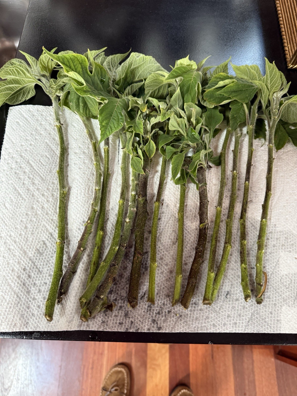Perennial Organic Mexican Sunflower 10 Cuttings,freshly cut per Order