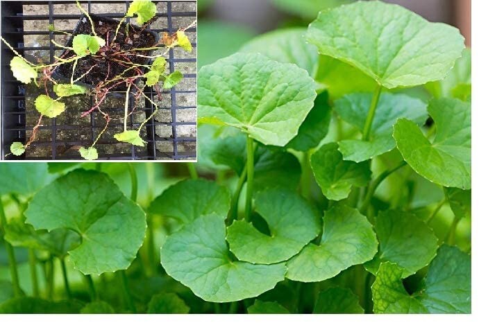 1000+Pennywort Seeds, Gotu Kola , Centella asiatica, Hat Rau Ma, Asian Vegetable