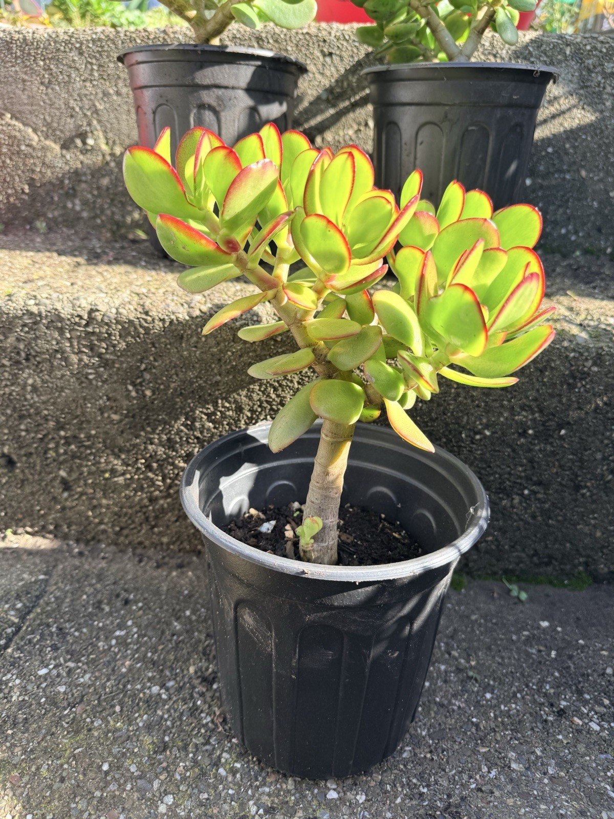 LARGE 1+ FOOT Rooted Jade / Money Plant Live Bonsai Tree