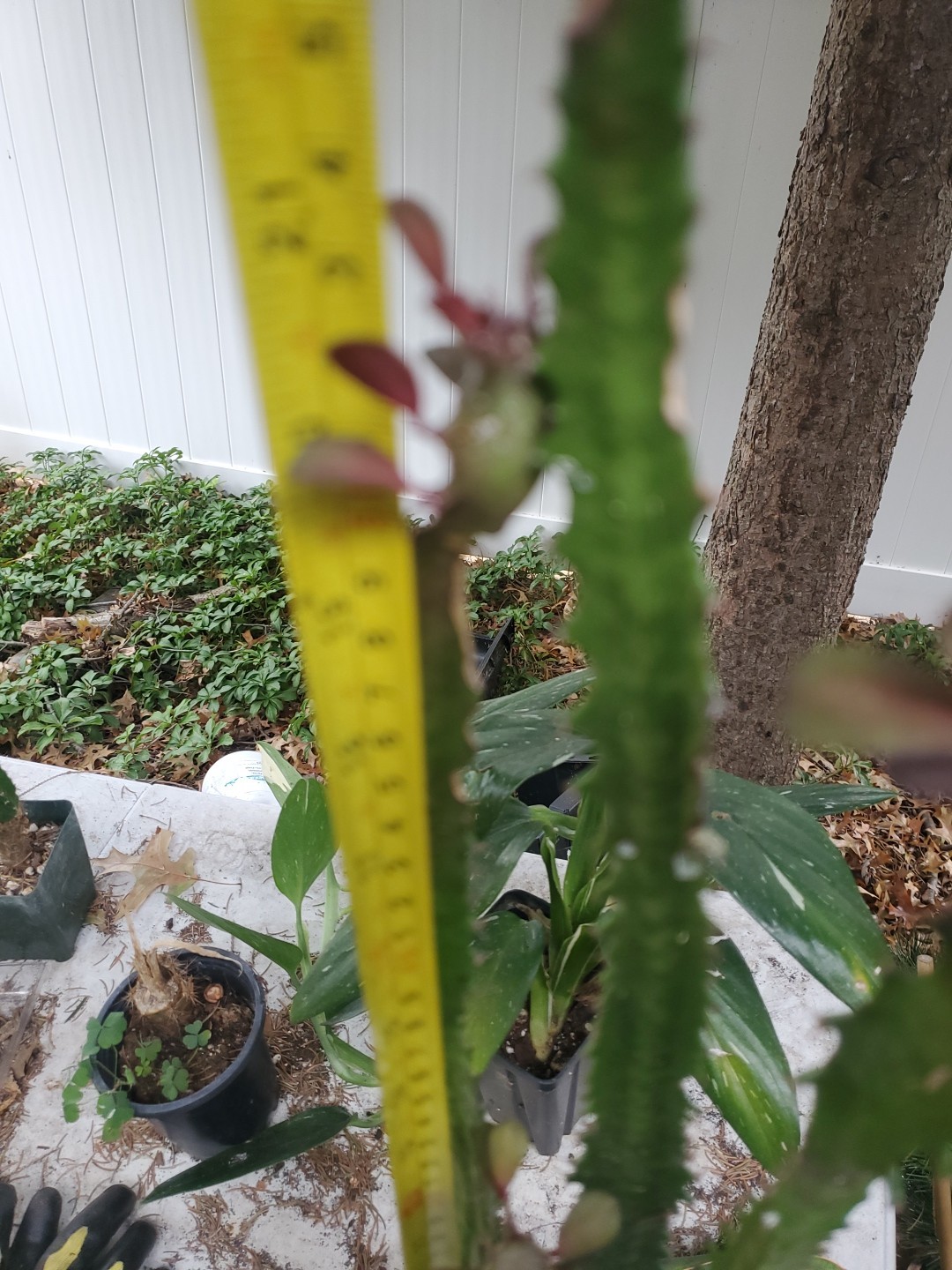 4 pack 12″ – 28″ Tall Red Euphorbia Trigona Red Live Succulent Cactus