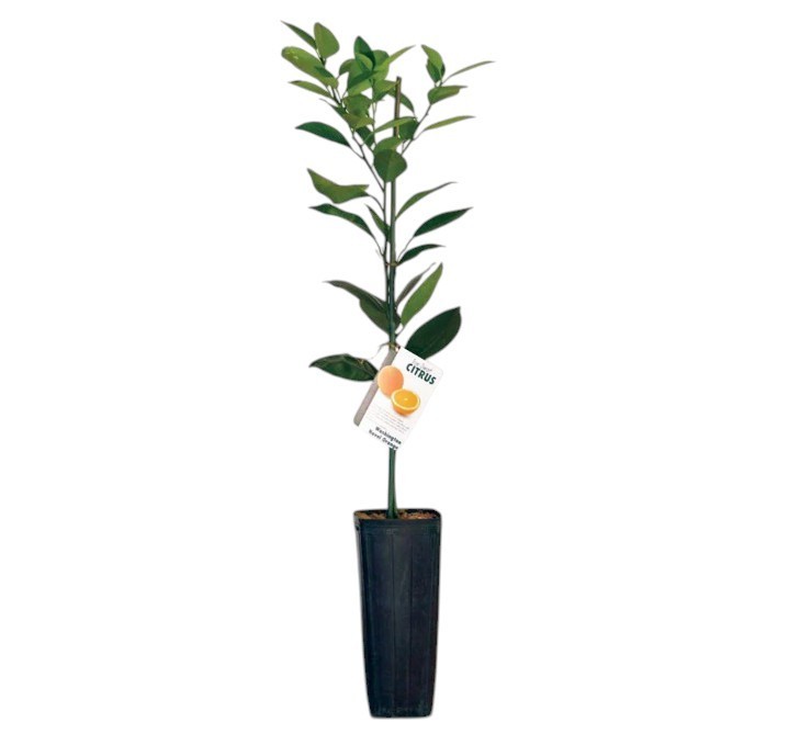 Washington Navel Semi-Dwarf Orange Tree in 2gal Pot Citrus Live Starter Plant