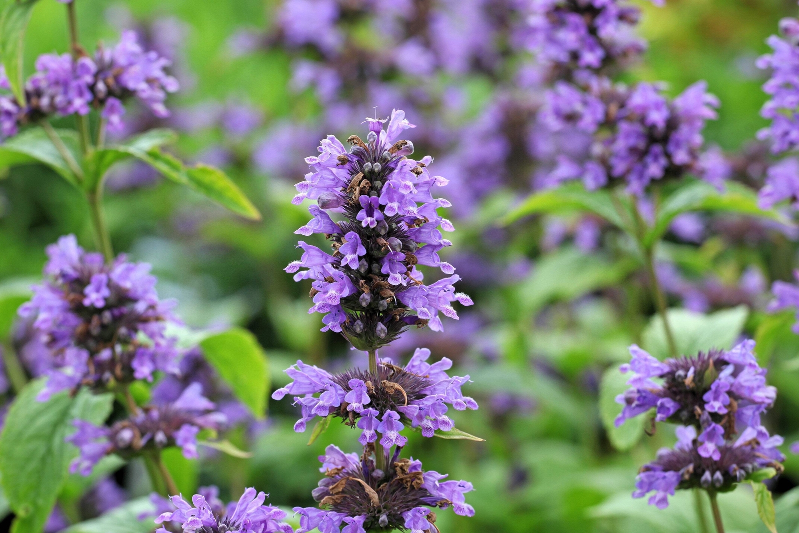 500 PURPLE ANISE HYSSOP Blue Giant Licorice Mint Agastache Foeniculum Herb Seeds