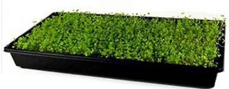 Rapini Broccoli EARLY FALL Broccoli Raab Italian Greens Healthy NonGMO 500 Seeds