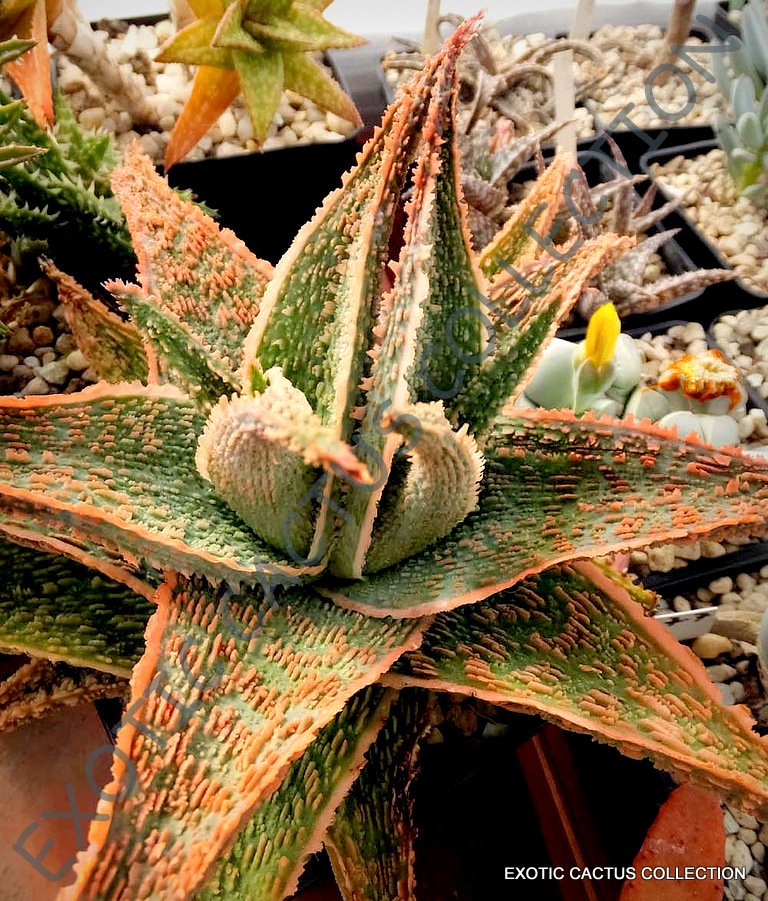 ALOE GREEN SAND @j@ agave healing medicinal succulent rare plant seed 10 SEEDS