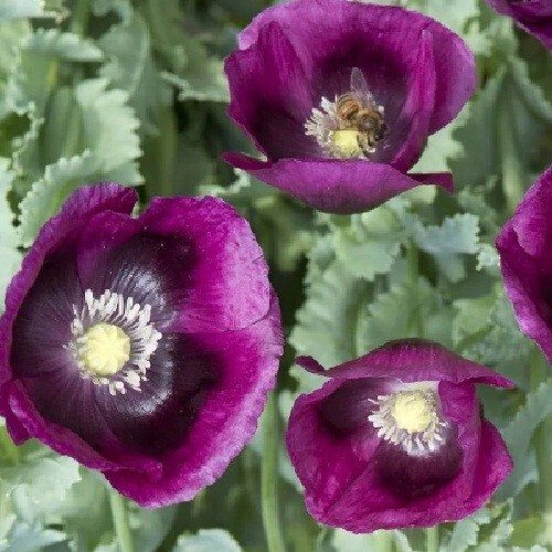 2,500 Heirloom Lauren’s Springer’s Grape Papavaer Somniferum Poppy Seeds Non-GMO