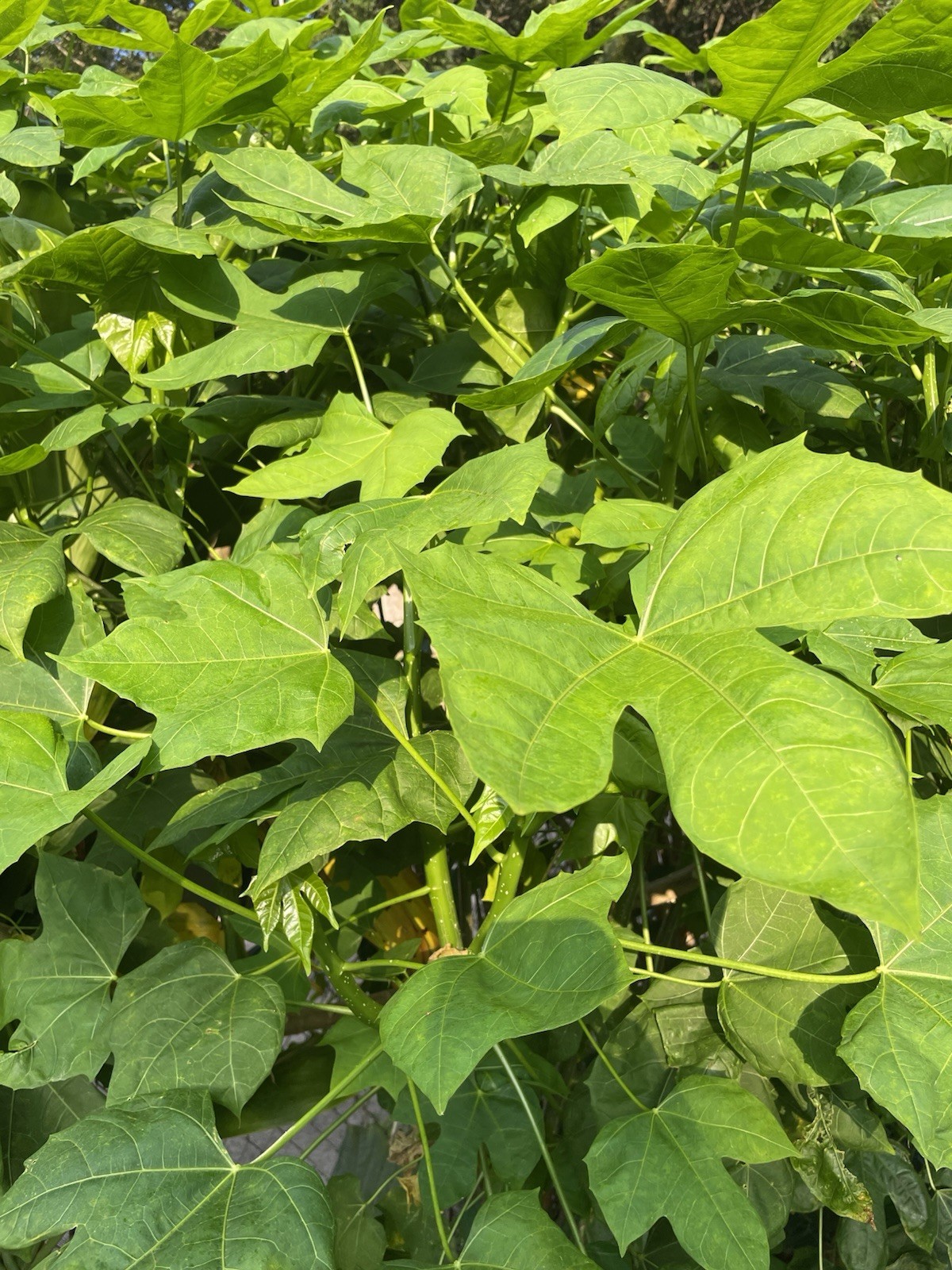10 Hawaii Chaya Maya Tree Spinach Cuttings Volcanic Soil Superfood Cnidoscolus