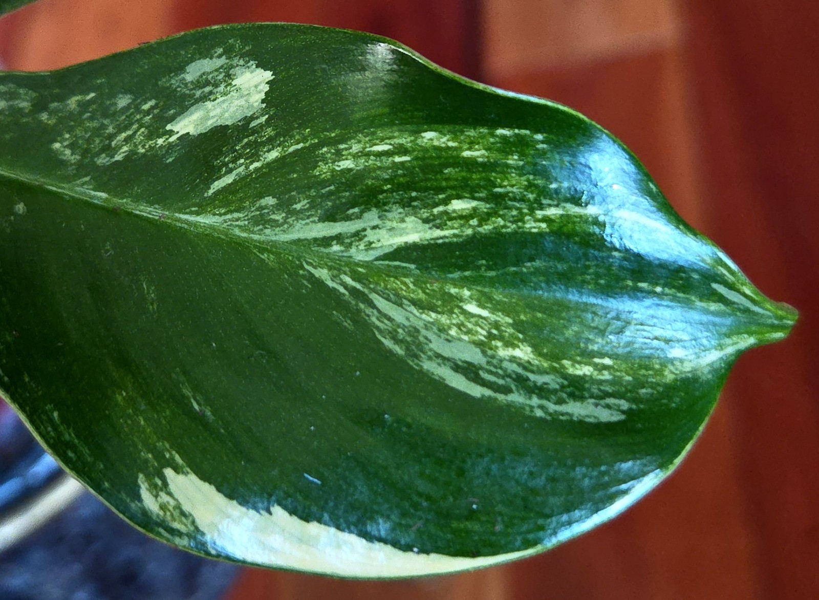 Rare Philodendron Variegated Pedatum 12″ Tall Not Monstera Anthurium Aroid