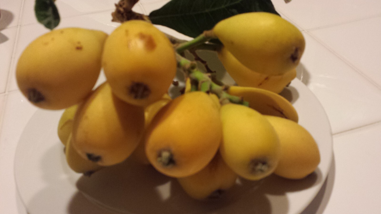 Loquat Tree Organic Japanese Plum, Draught Resistant, always green no pot