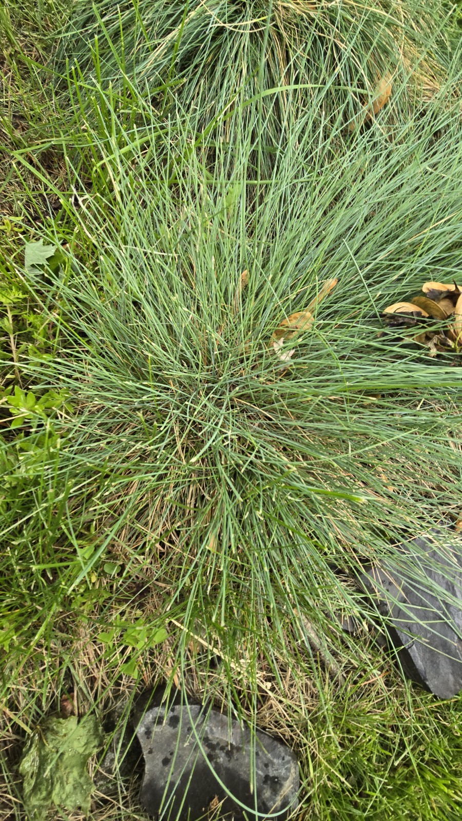 Blue Fescue ‘Elijah Blue’ Ornamental Grass Live Starter Plant Border Perennial