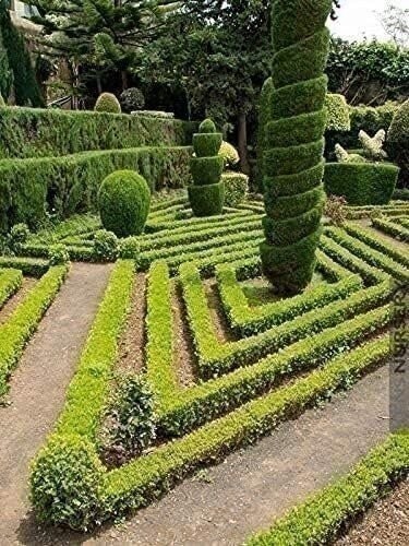 Boxwood Japanese | 4 Inch | Buxus microphylla | Formal Hedge | Evergreen Plant