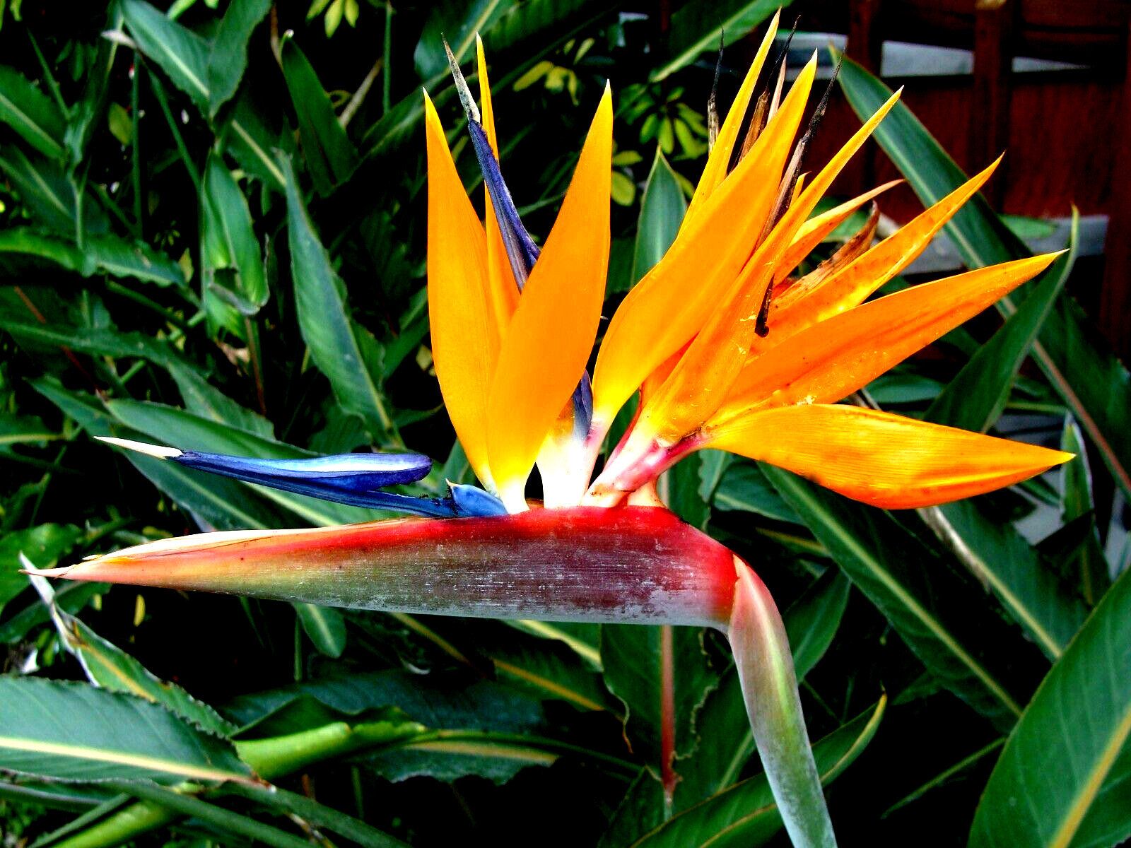 Orange Bird of Paradise~Strelitzia Reginae~ROOTED PLANT~10-12 Inches Tall