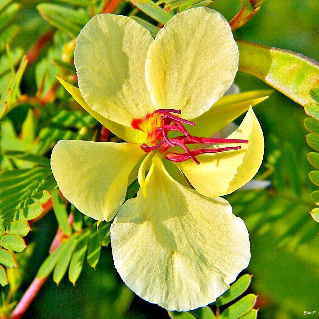 201+ PARTRIDGE PEA Seeds Native Wildflower Fall Food Source Turkey Deer Birds