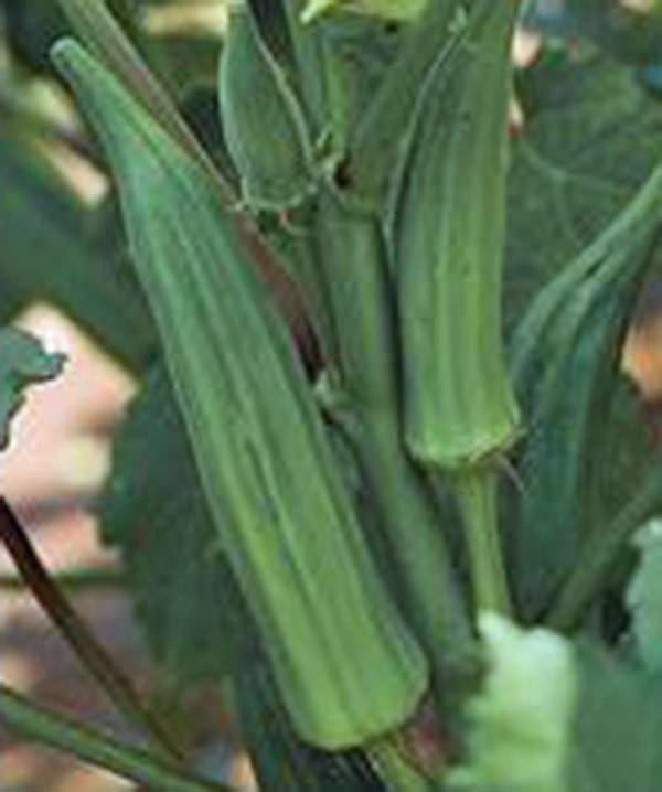 OKRA SEED, EMERALD, HEIRLOOM, NON GMO, 25+ SEEDS, GARDEN OKRA SEED