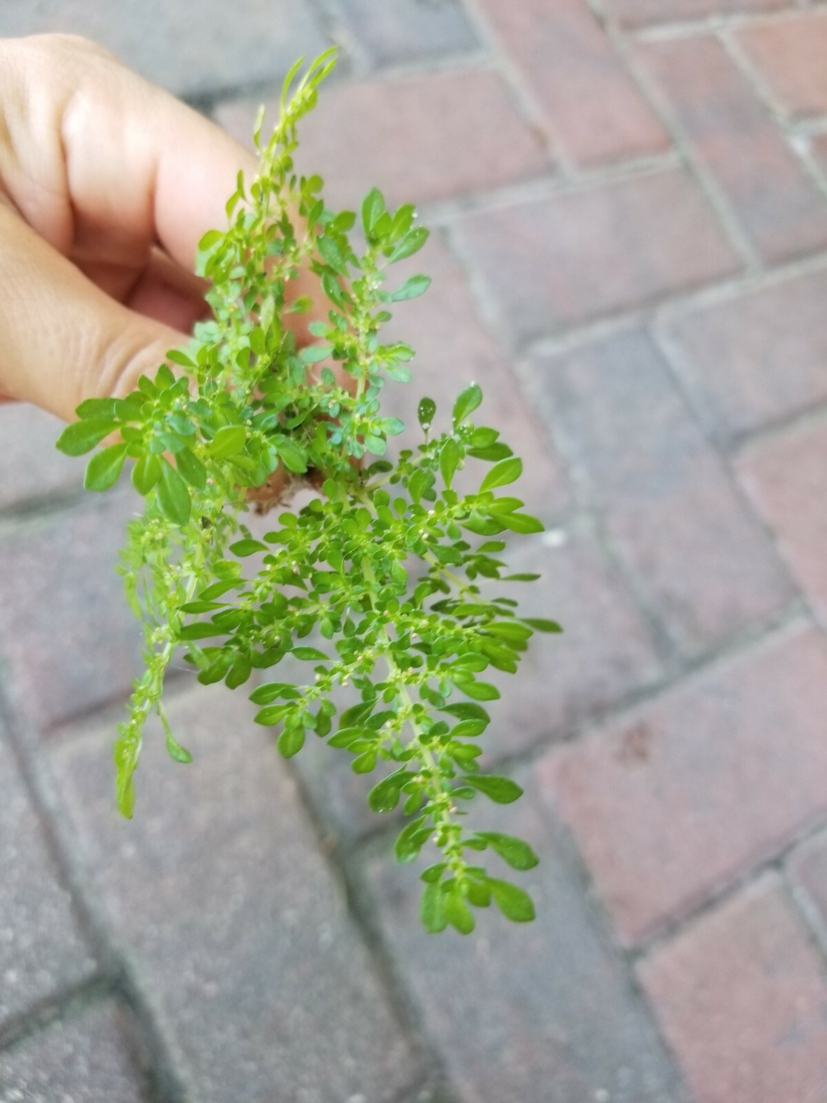 Pilea microphylla, Artillery Fern, Gunpowder, Small Starter Plant