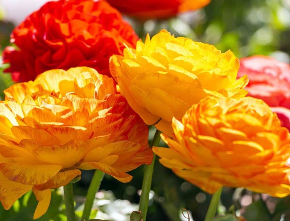 Mixed Peony Ranunculus Bulbs- Persian Buttercup -10 Corms Bulbs Flowering Blo…