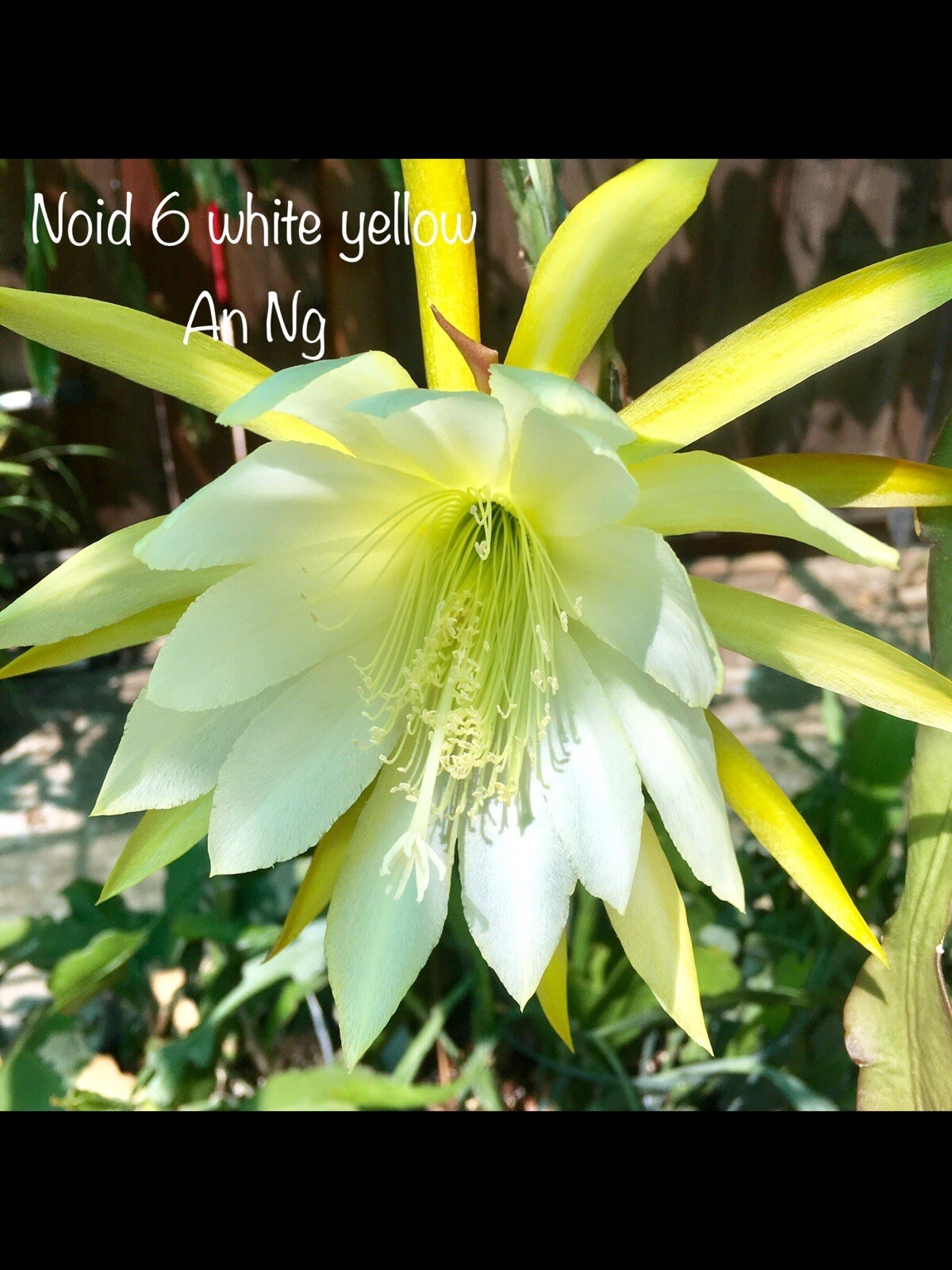 White Yellow #6 epiphyllum cutting