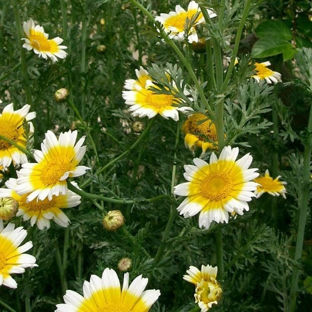 Daisy Seeds, Garland Daisy Flower Seeds, “COOL BEANS N SPROUTS” Brand.