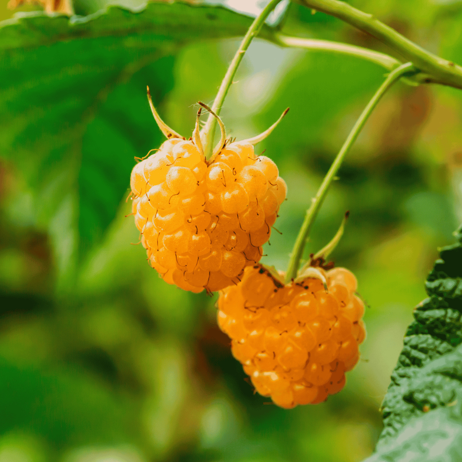 Hand Picked Nursery Anne Raspberry Canes – Bare Root Canes, 1-Year-Old