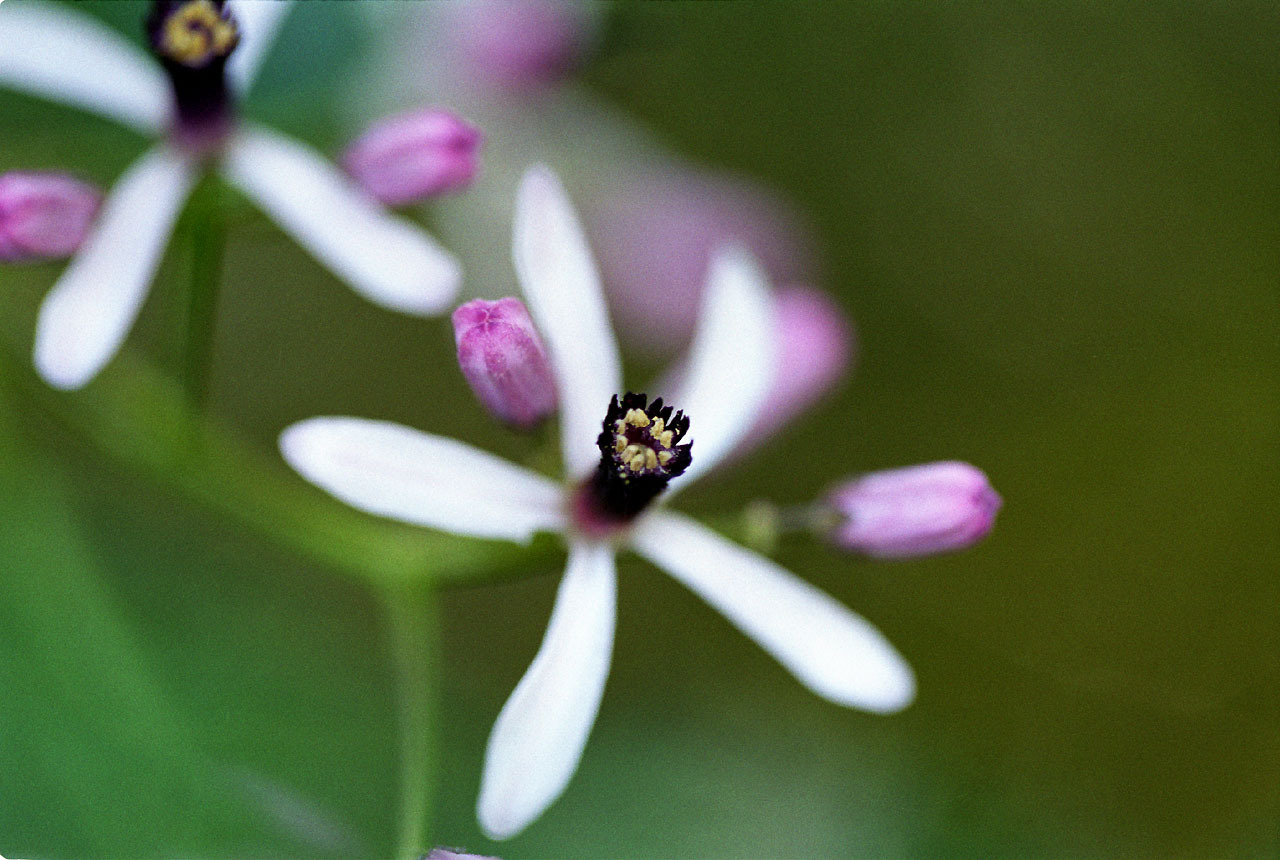 Chinaberry, Melia azedarach, Tree Seeds