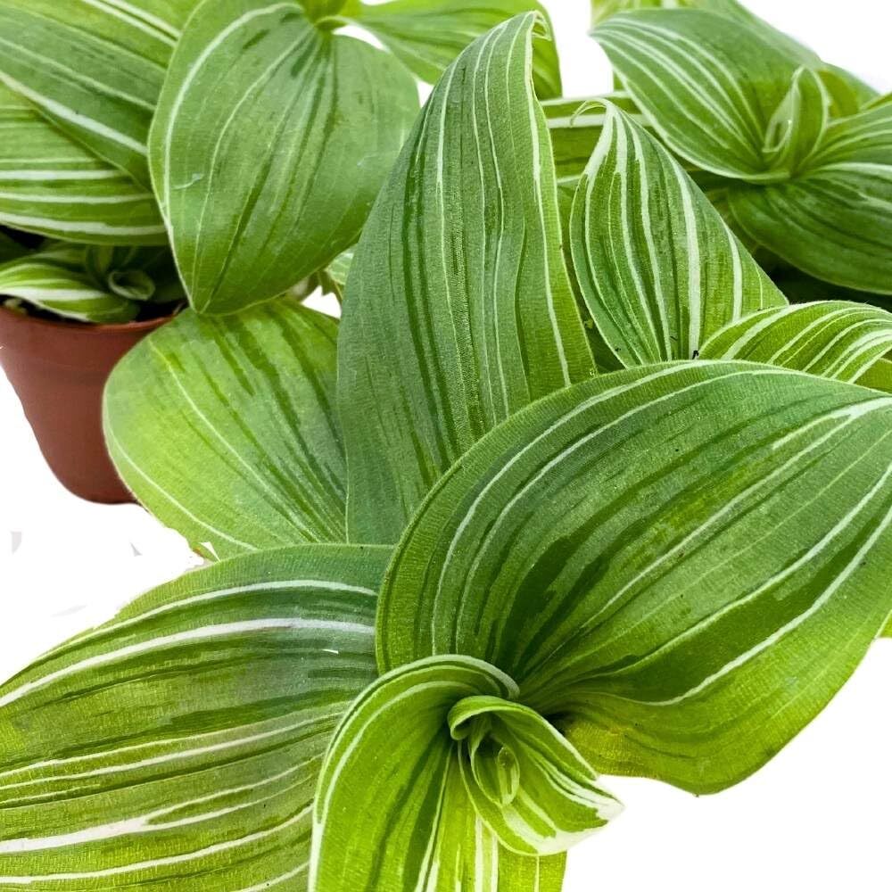 Green and White Wandering Dude 2 inch Set of 3 Tradescantia albiflora albo-vitta