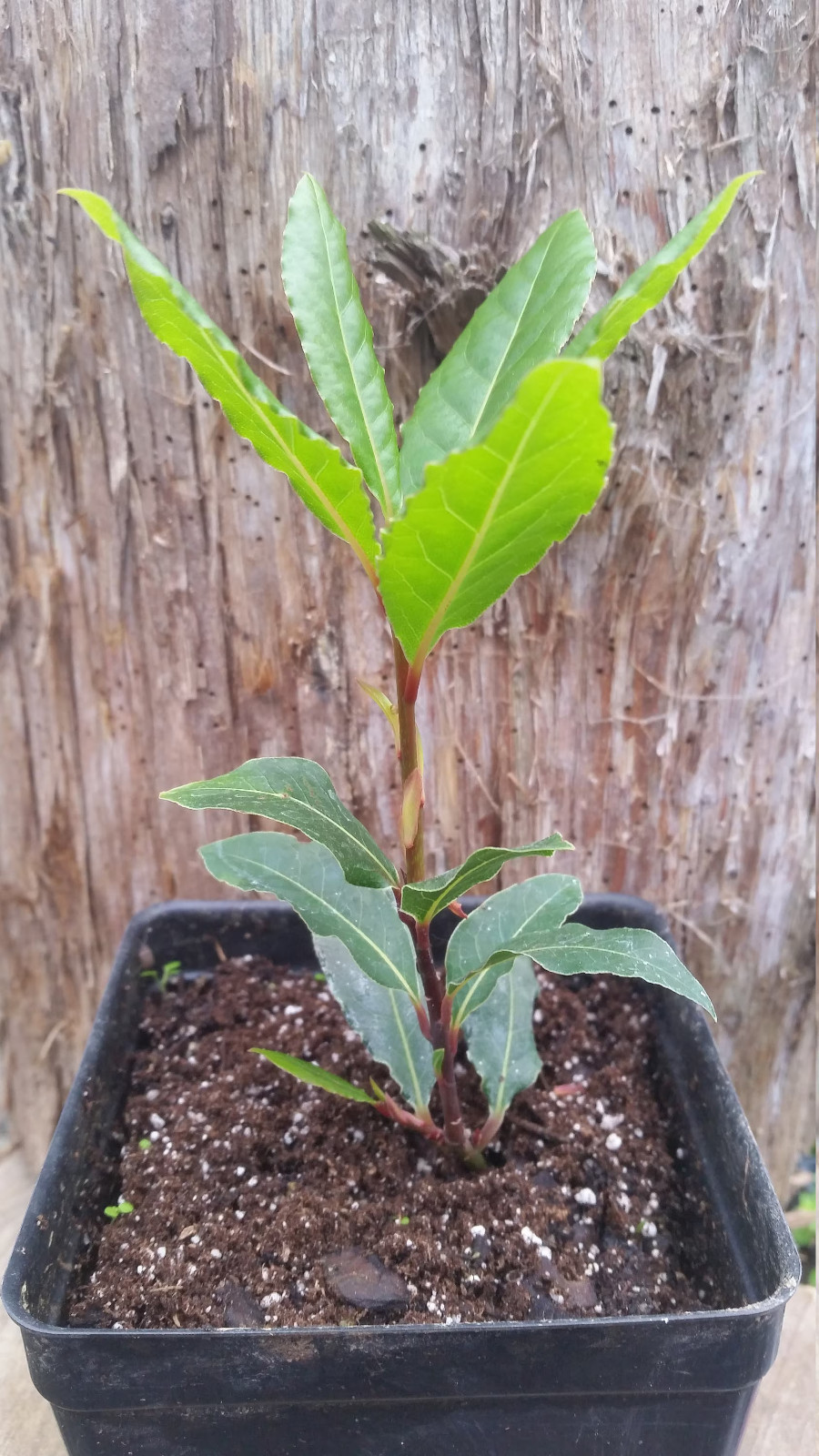 Live Bay Tree