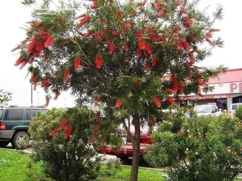Bottlebrush Red Cluster | Quart | Callistemon citrinus | Low Maintenance | Hardy