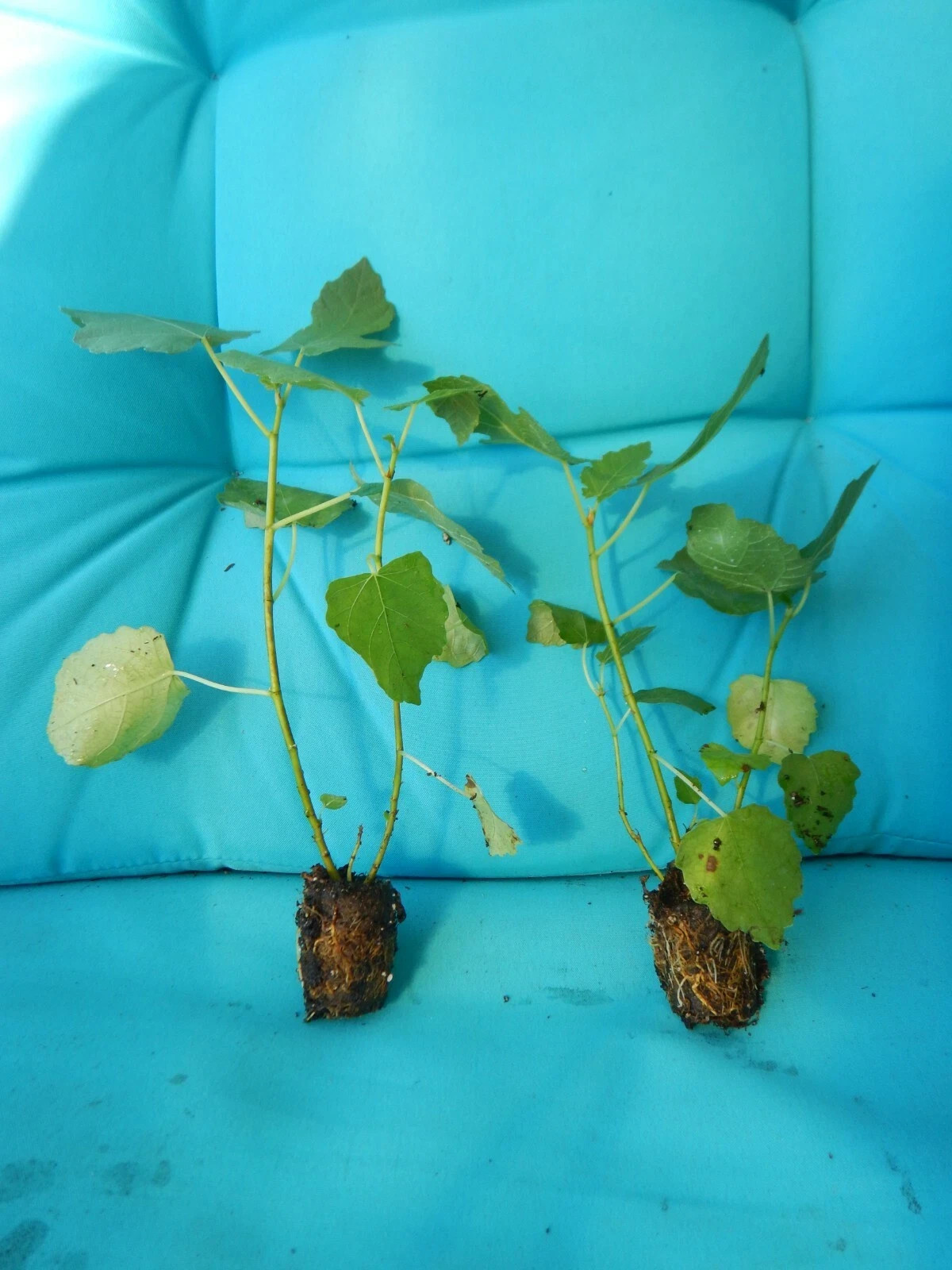 Kadota~Fig Tree Live Starter Plant ~Ficus carica~ Made Newtons Cookies Famous
