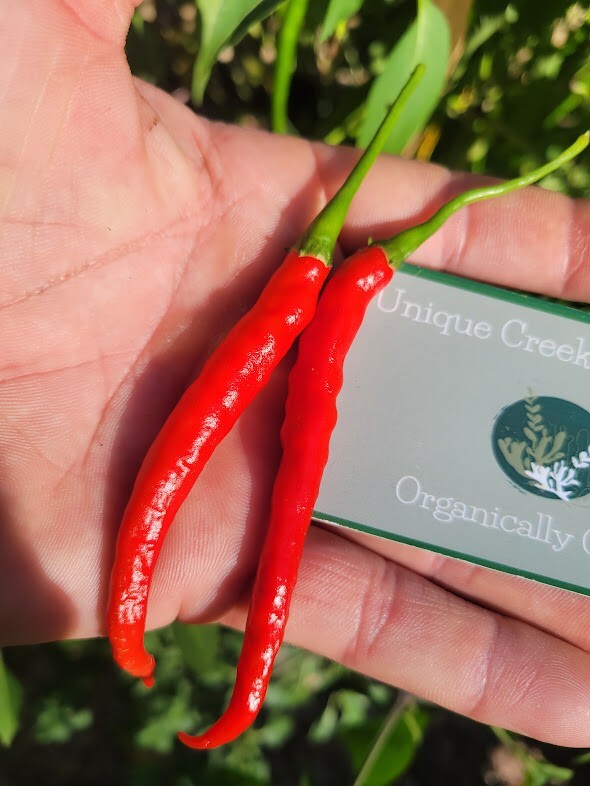 Guntur Sannam Hot Indian Chili Pepper 25-Seeds India 30,000+ Scoville SHU Unique