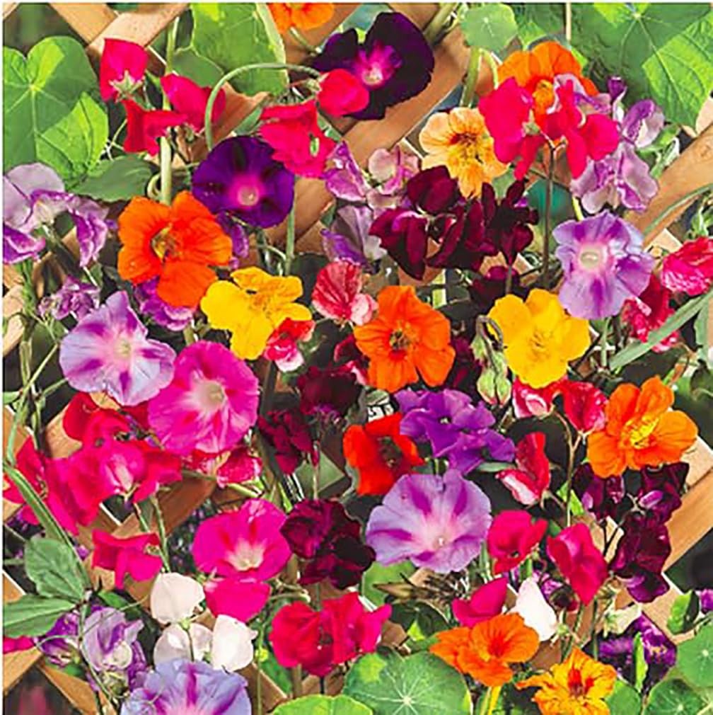 Climbing Flower Seeds Mix: Morning Glory, Nasturtium, Black-Eyed Susan, Sweet