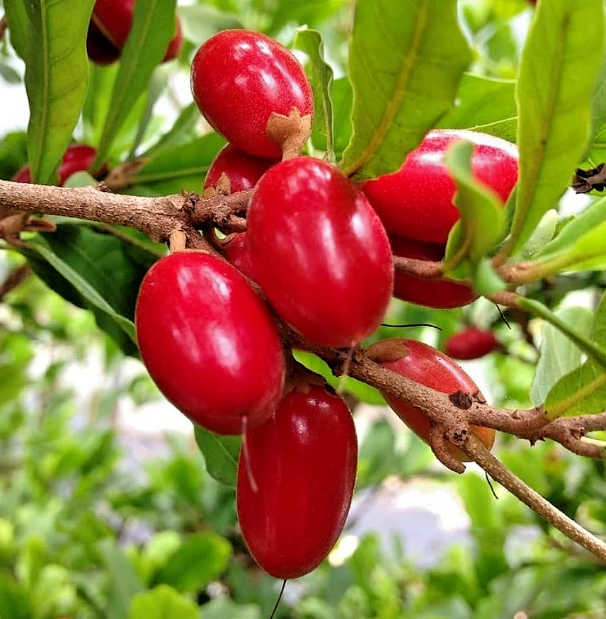 Miracle Fruit Live Tree – 2ft Tall – 3gal- Synsepalum Dulcificum – No Ship CA FL