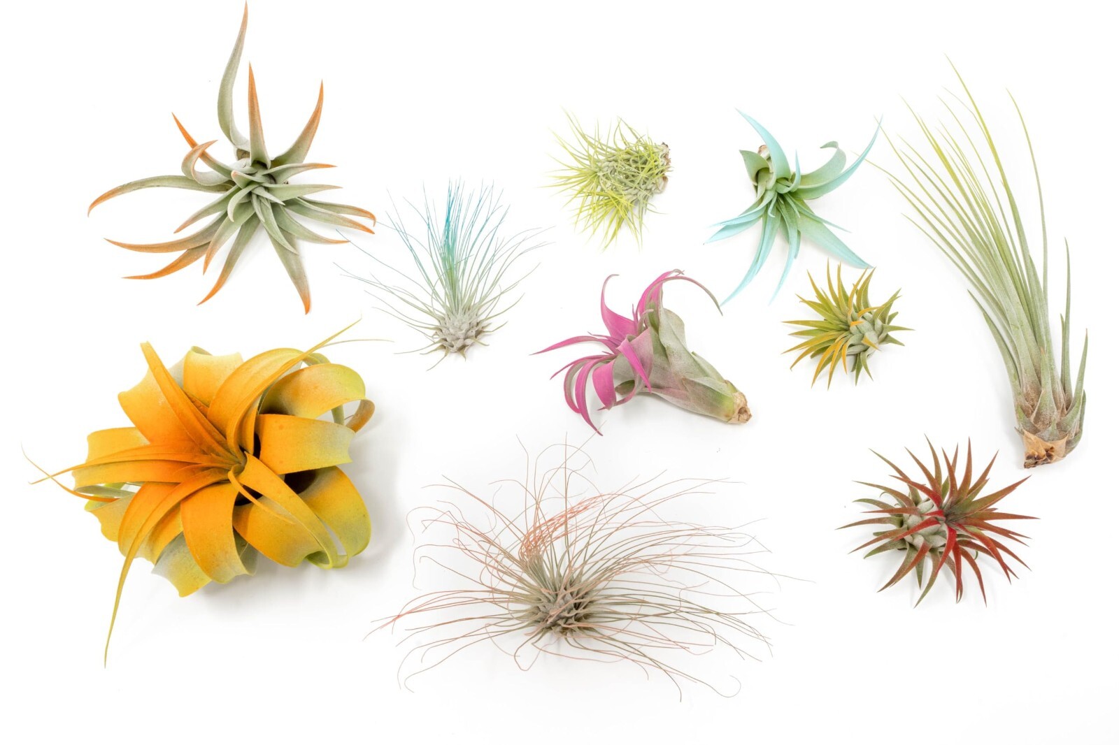 10 Assorted Colorful Air Plants – Easy Care Indoor/Outdoor Live Tillandsias Pack