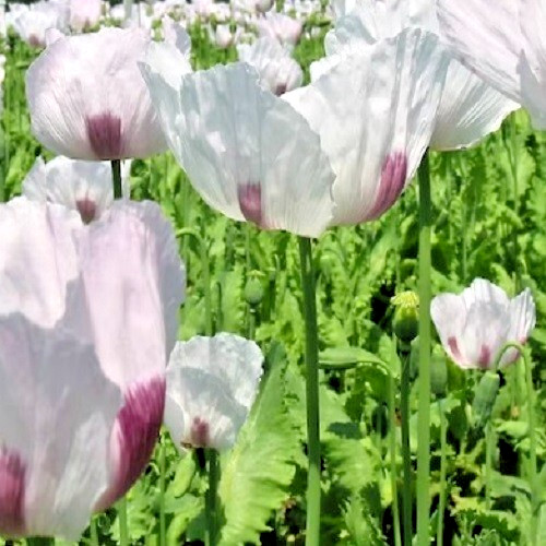 20,000 Organic, Untreated Tasmanian Papever Somniferum Poppy Seeds for Planting