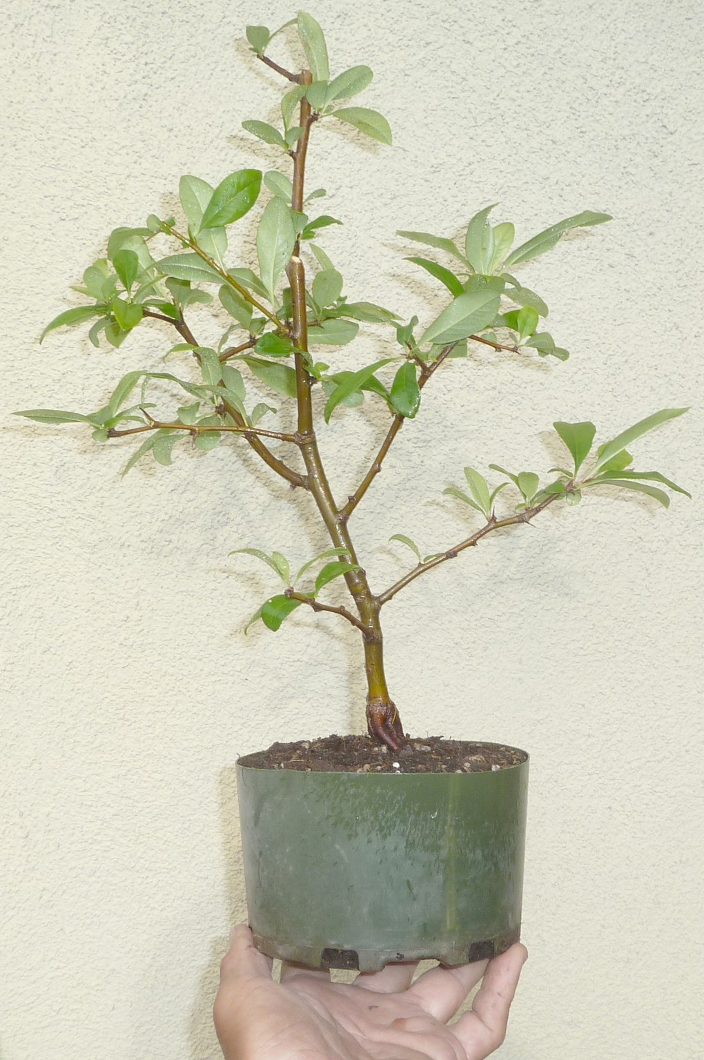 Chaenomeles Spitfire Japanese Flowering Quince Pre Bonsai Dwarf Shohin Flowers