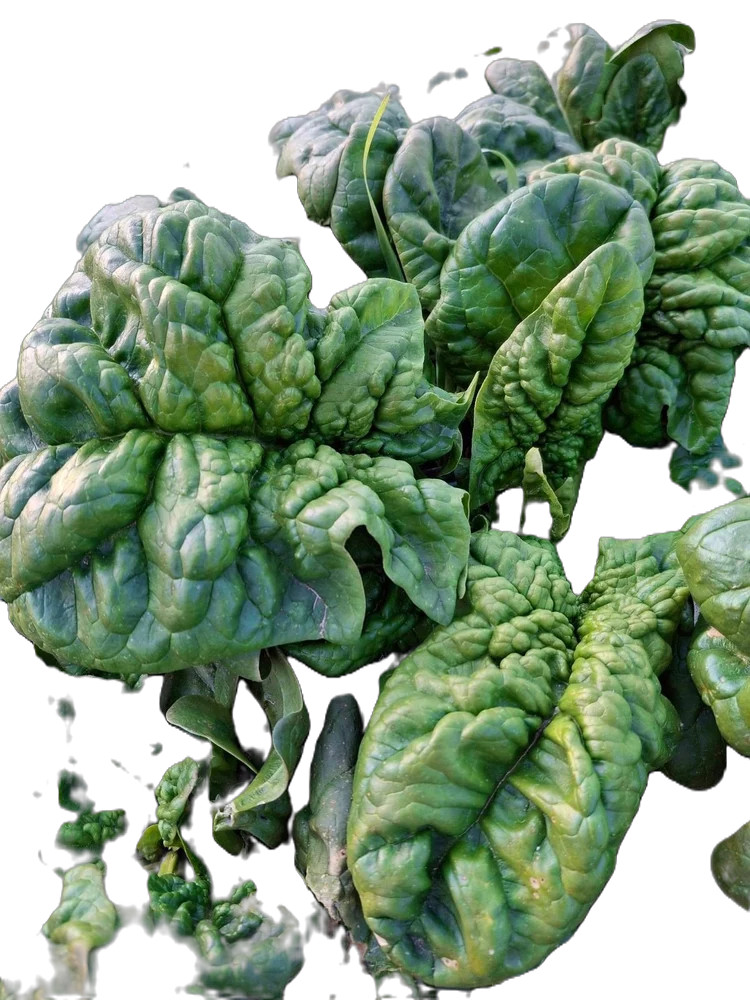 Bloomsdale Long Standing Spinach Seeds, NON-GMO Free Shipping!
