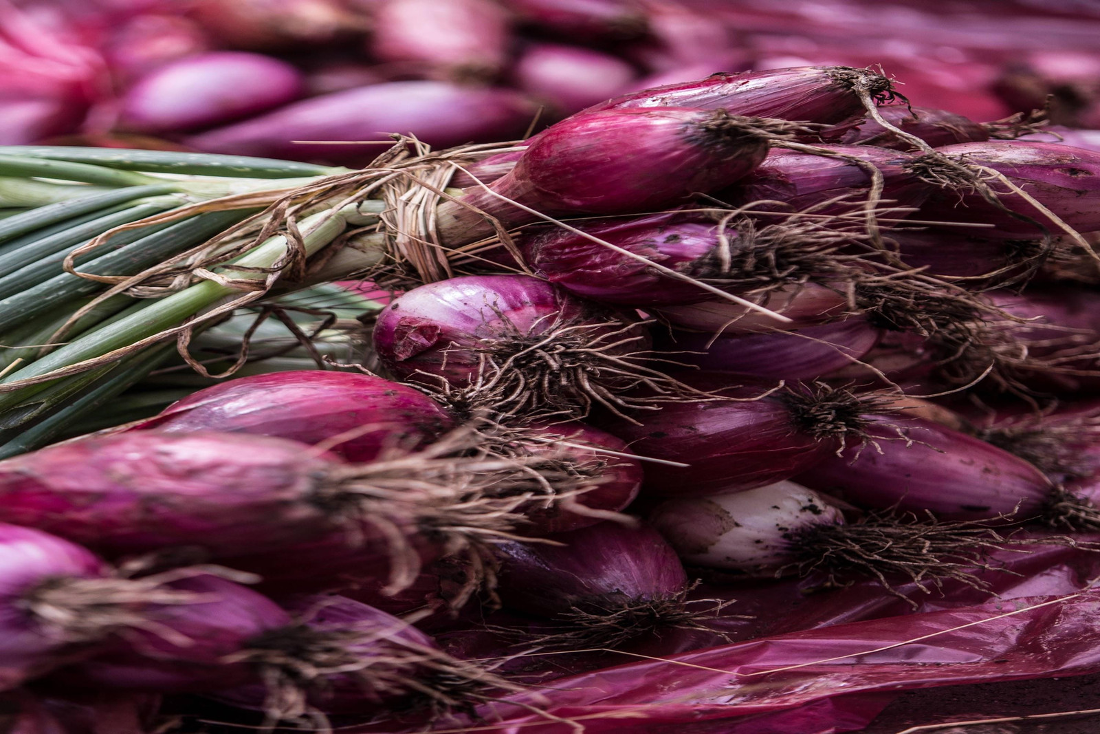 Red Welsh Bunching Onion Seeds Non-GMO, Tracked Shipping, Heirloom Vegetable