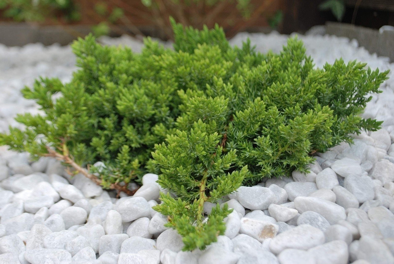 Juniper Procumbens Nana | 2 Inch | Juniperus procumbens | Groundcover Plant