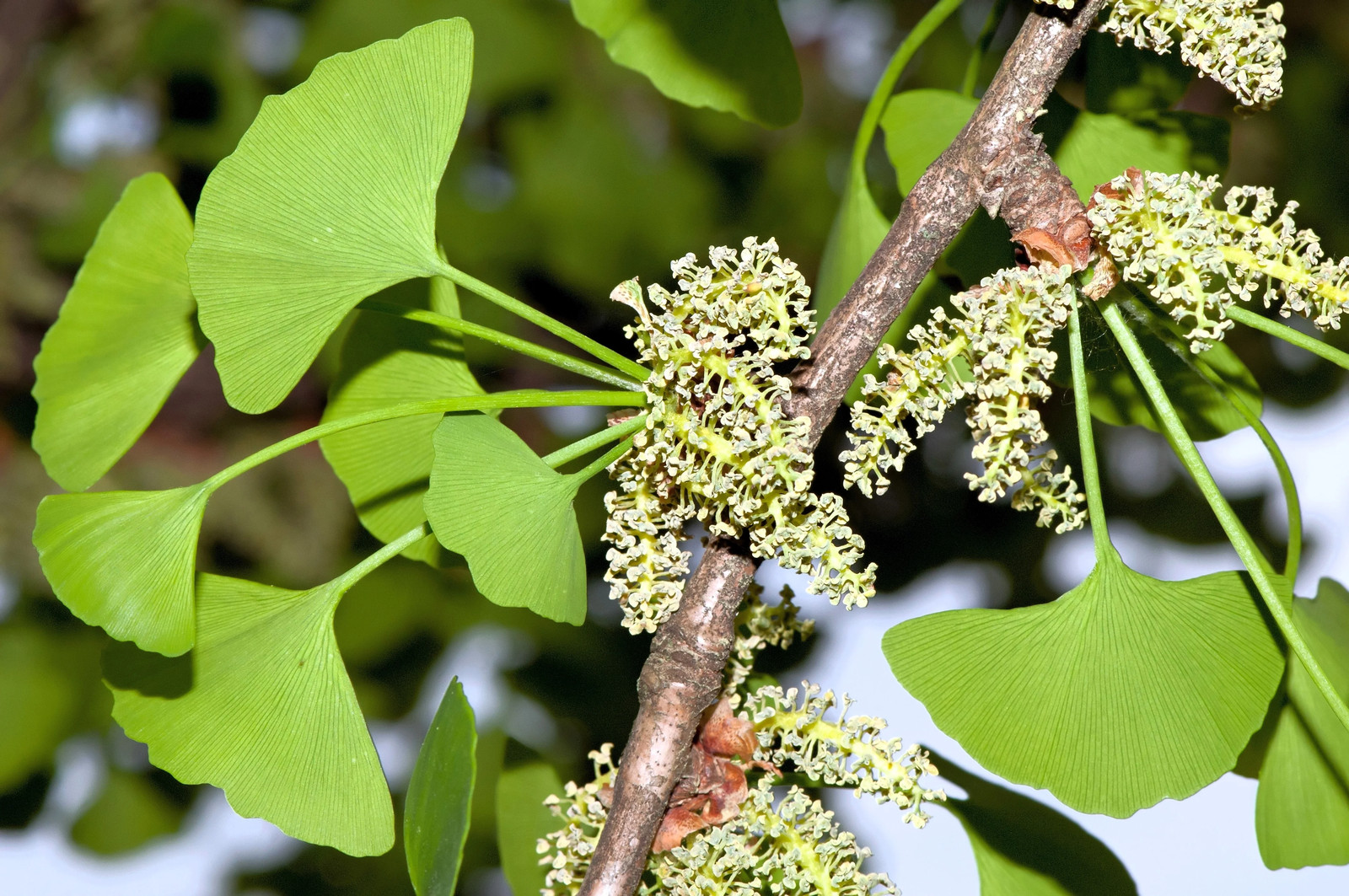 10 GINKGO BILOBA Maidenhair Tree Yellow Fall Orange “Fruit” Herb Seeds