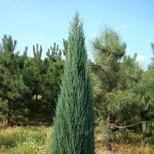 Juniper Blue Arrow | 1 Gallon | Juniperus scopulorum | Low Maintenance Tree